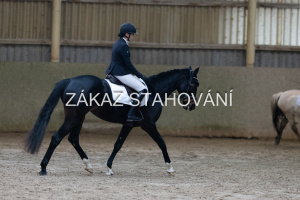 ZH1 hobby (1073).JPG