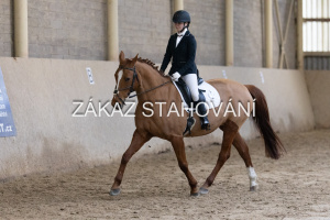 ZH1 hobby (1216).JPG